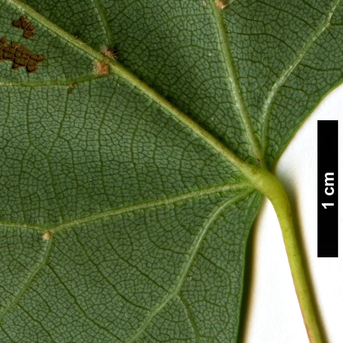 High resolution image: Family: Malvaceae - Genus: Tilia - Taxon: mongolica 
